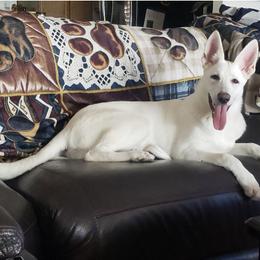 German Shepherd All Grown Up from Diamond White German Shepherds