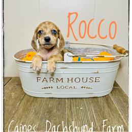 Rocco - Dapple male Dachshund puppy in Cincinnati, Ohio from Caines Dachshund Farm