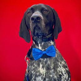 German Shorthaired Pointers from penny rockefeller