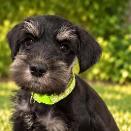 Miniature Schnauzers from Phoenix Ranch