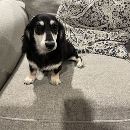 Charlie - Dachshund