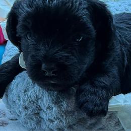 Jiro - Black male Maltipoo puppy in Colonial Beach, Virginia from BeachRidge Pups
