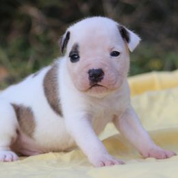 Sneezy - Red brindle male American Staffordshire Terrier puppy in Guilford County, North Carolina from Explicit Kennel