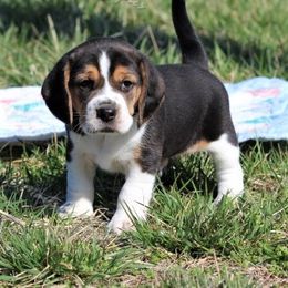Beagle and Boston Terrier Puppies from Marti Acres ~ Boston Terrier & Beagles