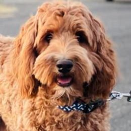 Australian Labradoodles from Adorable Labradoodle