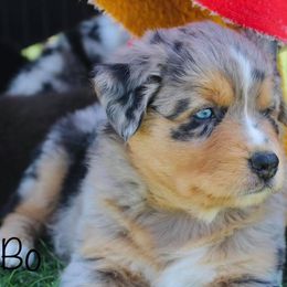 Australian Shepherd Puppies from Tru Blu Aussies