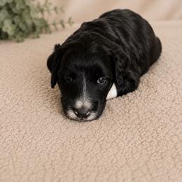 Puppy2 - Black and white male Aussiedoodle puppy in Yucaipa, California from Amazing Aussiedoodle and Double Doodles