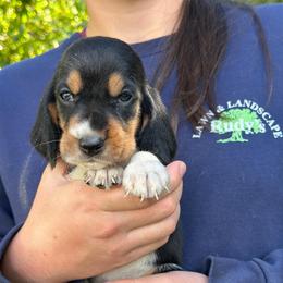 Male 2 - Black brown and white male Basset Hound puppy in Lindley, New York from Hill Top Basset Hounds & Cane Corso
