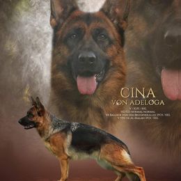 Cina - German Shepherd