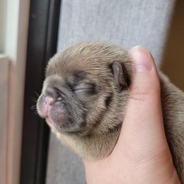 French Bulldog Puppies from Smith's Small Town Frenchies