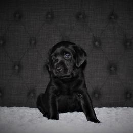 "Faye x Cain Whelped 12/1/20" Labrador Retriever Puppies from Triple L Labs & Co.
