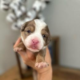 Latte - Chocolate merle female Bernedoodle puppy in Waco, Texas from Blessings Pups Doodles