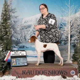 Brittany and Dachshund Puppies from Township Line Dachshunds & Brittanys
