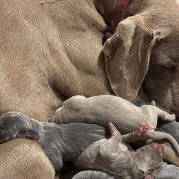 Weimaraners from Weimaraners of South Carolina