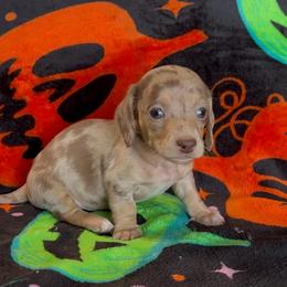 Fudge - Dapple male Dachshund puppy in Escalon, California from Dashing Dachshunds RF