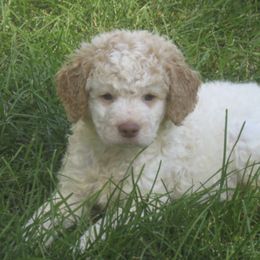 Lagotti Romagnoli from Buonamici Lagotto Romagnolo