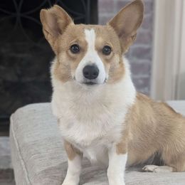 Zoe - Pembroke Welsh Corgi