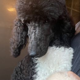 Poodle All Grown Up from Carla J Baroni