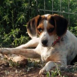 Beagle All Grown Up from Hamptons Ridge Beagles