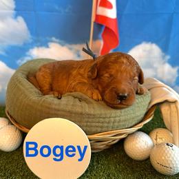 Bogey - Red  male Goldendoodle puppy in Chelan, Washington from North Cascades Doodles