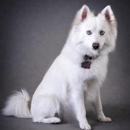 Galatea - Pomsky