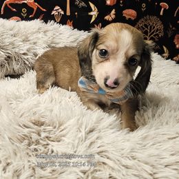 Arion - Cream Dachshund puppy in Willard, Utah from Simply Sharing Love