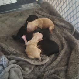 Poodle puppies from Puppies Forever 💙❤️🐶