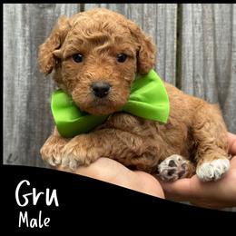 Boy 3 - Red  male Goldendoodle puppy in Angier, North Carolina from A Breed Above Kennels