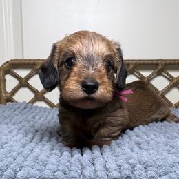 Eleven - Red female Dachshund puppy in Sulphur Springs, Texas from Waggin Beach Paradise Doxies