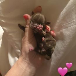 Daisy - Liver and white female Shih Tzu puppy in Clifton, Texas from 5Z Shih Tzu Squad