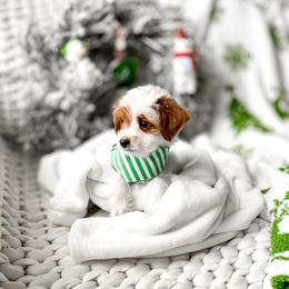 Nico - Parti male Goldendoodle puppy in Springville, Utah from Happy Doodle