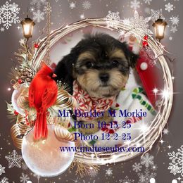 Sir Barkley - White male Maltese puppy in Silverhill, Alabama from Malteseuluv’s Tiny Treasurers