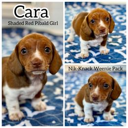 Cara - Red female Dachshund puppy in Florida from Niki Humphries' Dachshunds