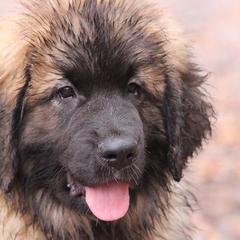 Great Pyrenees and Leonberger Puppies from Easter Acres