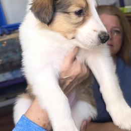 Bridger - Sable and white male Collie puppy in Newcastle, Wyoming from Wykota 7K Scottish Collies