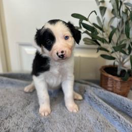 Ravioli - White and black female Bordoodle puppy in Valley Center, California from Circle R Valley Bordoodls