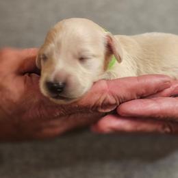 Olive Green Collar Male - Cream male Dachshund puppy in Trade, Tennessee from TN Miniature Dachshunds & Basset Hounds