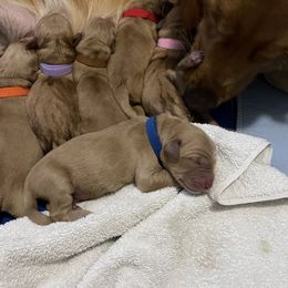Golden Retriever Puppies from Sydney’s Goldens
