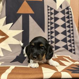 Female 3 LIMTED AKC - Piebald female Dachshund puppy in Aurora, Missouri from Baker Farms