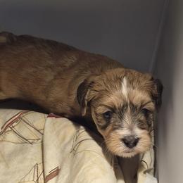 Red and white - Red male Havanese puppy in East Lansing, Michigan from VanCort's Happy Havanese
