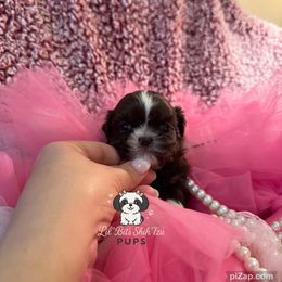 Blossom - Chocolate female Shih Tzu puppy in Walkertown, North Carolina from Lil’ Bit’s Shih Tzu