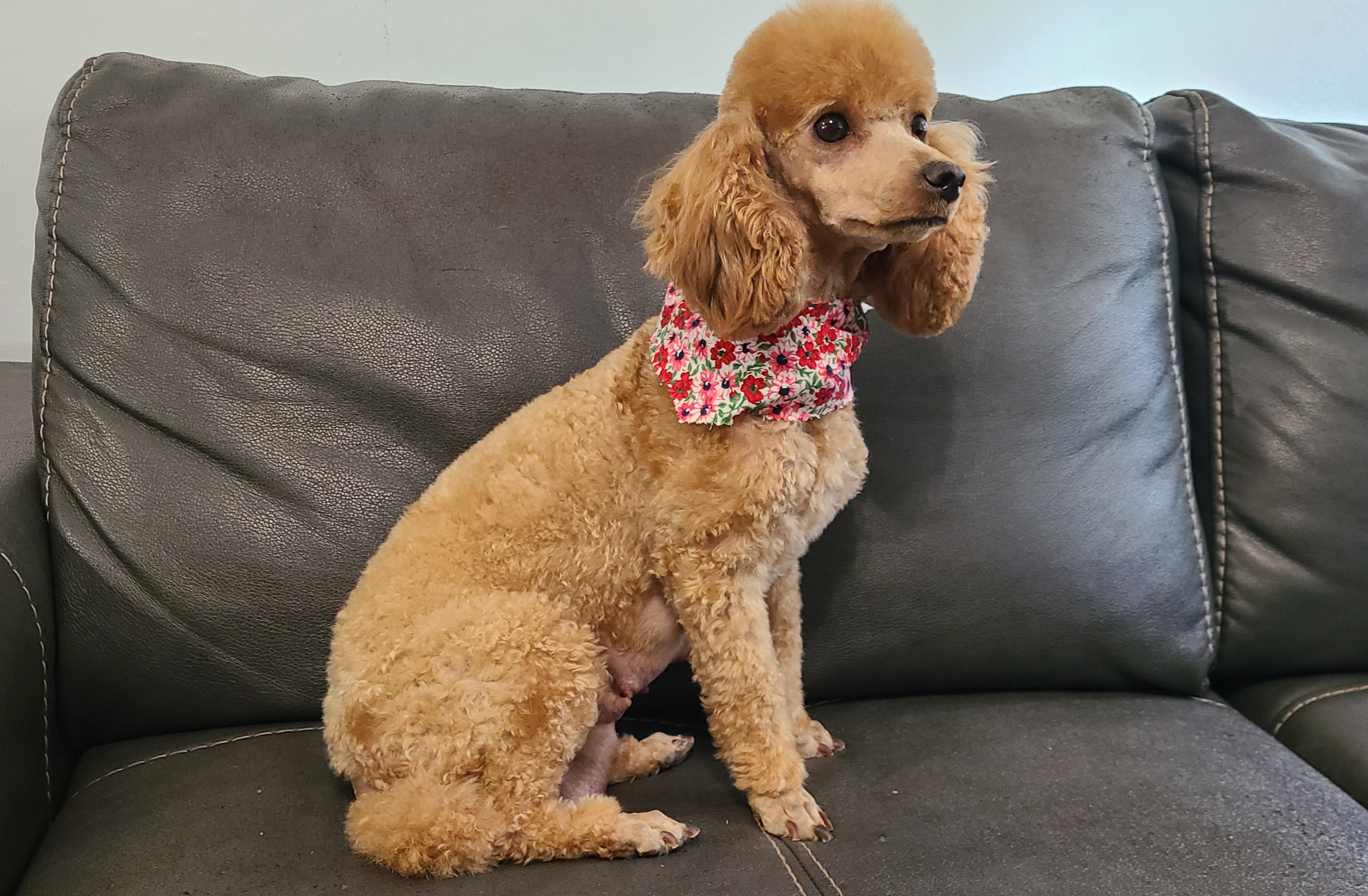 Ruby - Poodle
