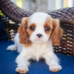 Duke - Blenheim male Cavalier King Charles Spaniel puppy in Grantsville, Maryland from Haven Farms Cavaliers
