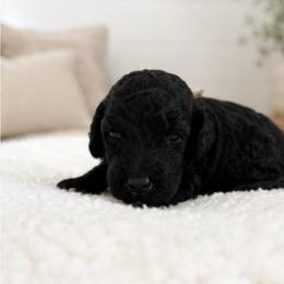 White collar - Black female Goldendoodle puppy in Christiana, Tennessee from Rechlicz Family Doodles