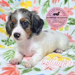 KIMBER - Dapple female Dachshund puppy in Columbia, Louisiana from Diamond 5R Ranch AKC & CKC Miniature Dachshunds