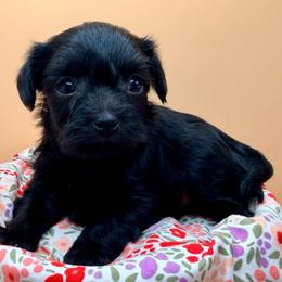 Nova - Black female Yorkipoo puppy in Cameron, South Carolina from Sassy Sailor & Company