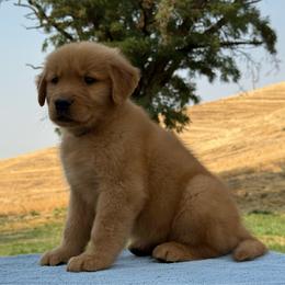 Teal and Black Collar - Dark golden male Golden Retriever puppy in Touchet, Washington from Windust Kennels