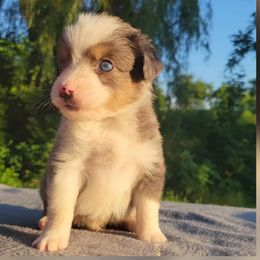 Sam - Blue merle male Miniature Australian Shepherd puppy in Sunbury, Pennsylvania from Elemental Mini Aussies