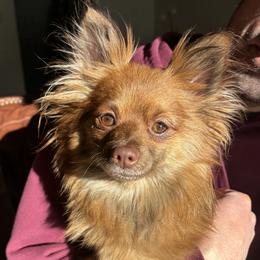 Lulu - Pomeranian