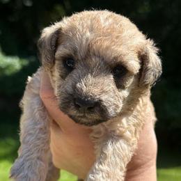Glory - Sable female Schnoodle puppy in Temple, Texas from Schnauzers Of Taylor
